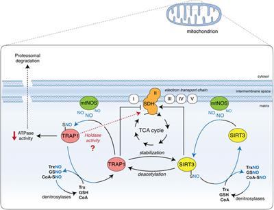 Frontiers Nitric Oxide Based Regulation Of Metabolism Hints From